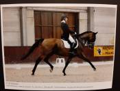 Hongre de 2006 