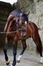 Mâle 3 ans sf