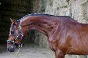 Mâle 3 ans sf