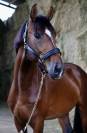 Mâle 3 ans sf