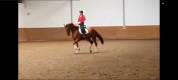 Qazim Hongre dressage Cheval de Sport Allemand 12 ans