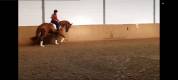 Qazim Hongre dressage Cheval de Sport Allemand 12 ans