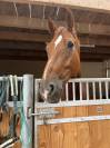 Qazim Hongre dressage Cheval de Sport Allemand 12 ans