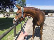 Qazim Hongre dressage Cheval de Sport Allemand 12 ans