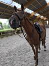 Qazim Hongre dressage Cheval de Sport Allemand 12 ans