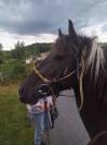 Poney type Pottock 4 ans 1.20m hongre