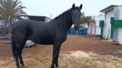 Yegua PRE negra 