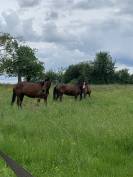 Pension pour chevaux - Domaine de la Potelière - Bottereaux (27)