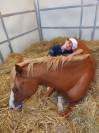 Ponette C a louer 