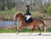 Ponette C a louer 