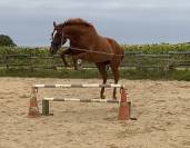 AV 2000 € PUR SANG ANGLAIS 