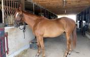AV 2000 € PUR SANG ANGLAIS 