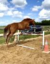 AV 2000 € PUR SANG ANGLAIS 