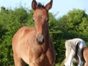 Superbe foal Z petit fils directe d'une grande gagnante