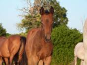 Superbe foal Z petit fils directe d'une grande gagnante