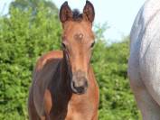 Superbe foal Z petit fils directe d'une grande gagnante