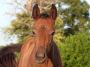 Superbe foal Z petit fils directe d'une grande gagnante