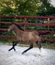 Superbe foal Z petit fils directe d'une grande gagnante