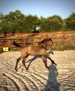 Superbe foal Z petit fils directe d'une grande gagnante