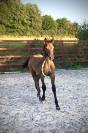 Superbe foal Z petit fils directe d'une grande gagnante