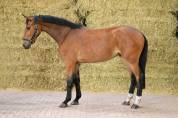 Mare BWP Belgian Warmblood For sale 2022 Bay