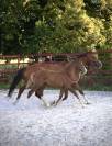 Superbe foal Qlassic BM x Clinton souche du Chateau 