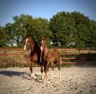 Superbe foal Qlassic BM x Clinton souche du Chateau 