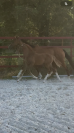 Superbe foal Qlassic BM x Clinton souche du Chateau 