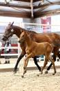 Poulain SF pour concours complet