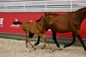 Poulain SF pour concours complet