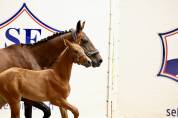 Poulain SF pour concours complet