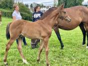 Poulain SF pour concours complet