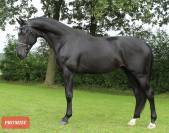 Stallone 5 anni dressage 
