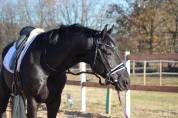Stallone 5 anni dressage 