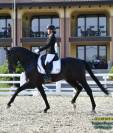 Stallone 5 anni dressage 