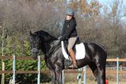 Stallone 5 anni dressage 