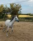 Jument pur sang Grise 