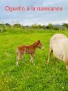 Poney origine constatée 1 ans 