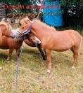 Poney origine constatée 1 ans 