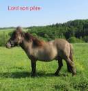 Poney origine constatée 1 ans 