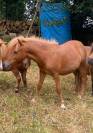 Poney origine constatée 1 ans 