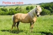 Poney origine constatée 1 ans 