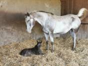 Jument Appaloosa PP 
