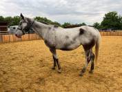 Jument Appaloosa PP 