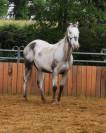 Jument Appaloosa PP 