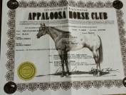 Jument Appaloosa PP 