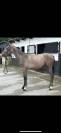 Poulain Z par Edo de Will