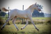 Poulain 2025 welsh D