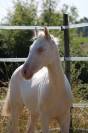 Poulain 2025 welsh D