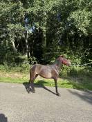 Ponette 1,5 an 